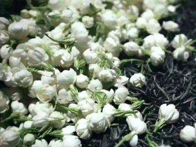 喝茶治口臭嗎，什么茶治口臭好？