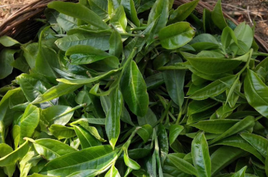 最耐泡的茶葉排名，什么茶葉經(jīng)久耐泡？