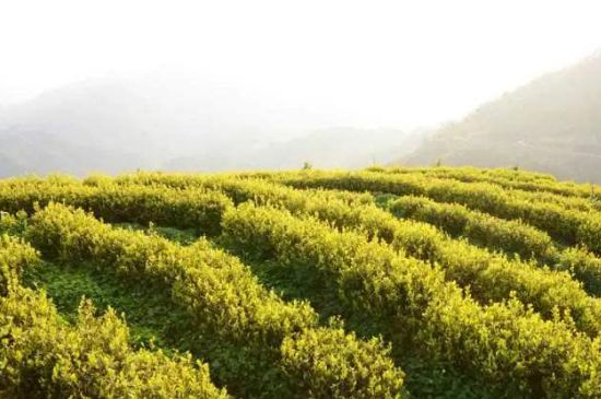 黃金茶的功效及禁忌癥，黃金茶有什么副作用嗎？
