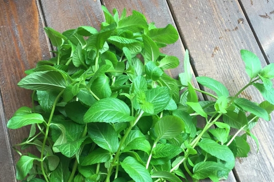 薄荷茶的功效與作用，喝薄荷茶有什么好處？