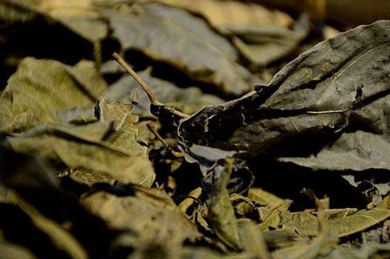 鷓鴣茶什么人不適合喝，鷓鴣茶的禁忌人群