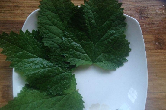 薄荷茶的功效與作用，喝薄荷茶有什么好處？