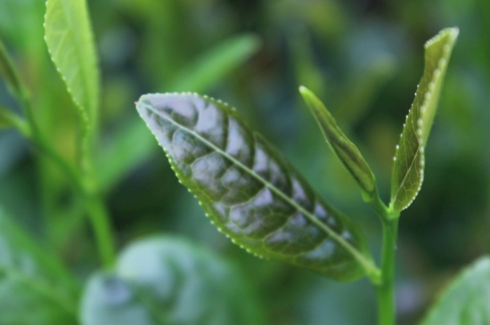 綠茶第一泡要倒掉嗎，為什么綠茶第一泡不喝？