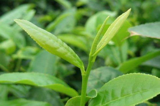 最耐泡的茶葉排名，什么茶葉經(jīng)久耐泡？