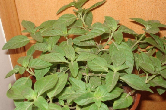 薄荷茶的功效與作用，喝薄荷茶有什么好處？