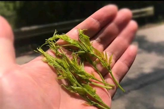 張家界茅巖莓茶與藤茶是同一種茶嗎，藤茶跟莓茶一不一樣？