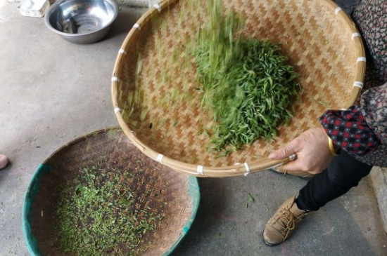 炒青茶為什么便宜，炒青綠茶好喝嗎？