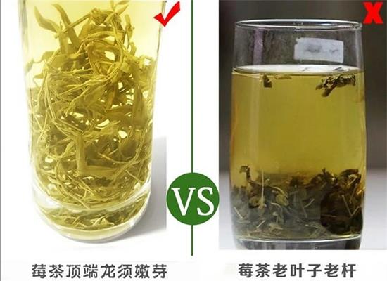 張家界茅巖莓茶與藤茶是同一種茶嗎，藤茶跟莓茶一不一樣？