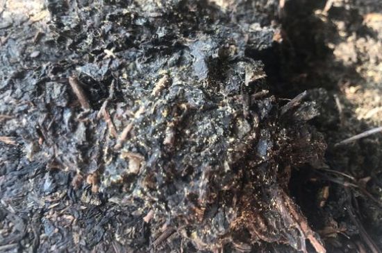 茯茶可以放在冰箱里存放嗎，茯磚茶如何儲存？