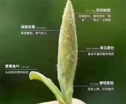 春茶季怎么辨別白毫銀針的好壞，好的白毫銀針如何選購？