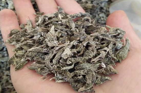 張家界莓茶真假對(duì)比，野生莓茶的鑒別方法