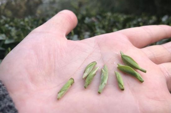 春茶季怎么辨別白毫銀針的好壞，好的白毫銀針如何選購？