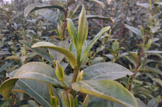 家庭如何保存碧螺春茶葉，蘇州洞庭碧螺春綠茶怎么保存？