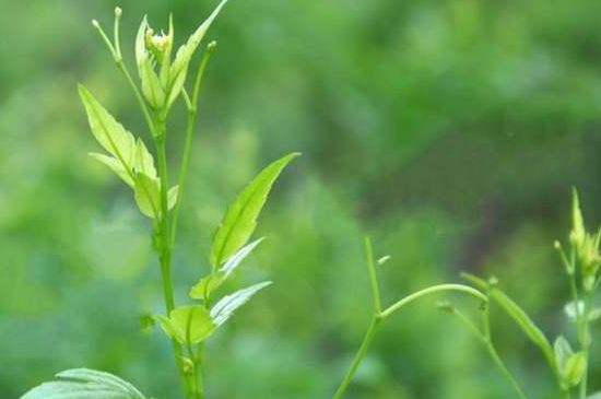 茅巖莓茶別名是什么，莓茶別名叫藤茶嗎？