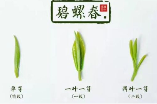 真假碧螺春泡水后區(qū)別，蘇州洞庭碧螺春怎樣鑒別好壞？