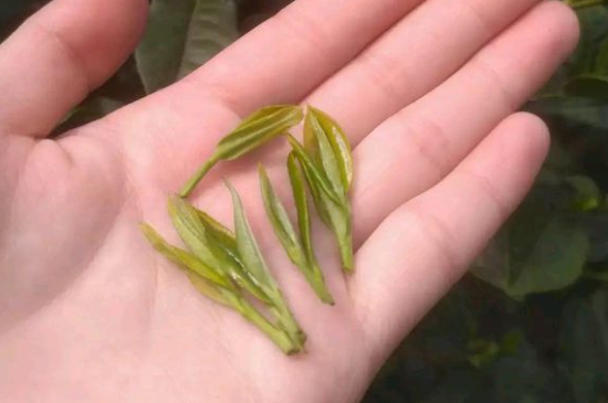 炒青茶為什么便宜，炒青綠茶好喝嗎？