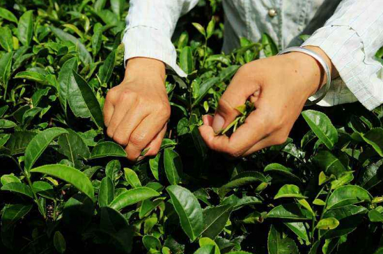 采茶的方法與步驟，如何正確采摘茶葉？