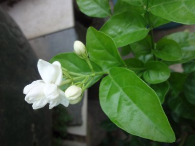 茉莉和什么一起泡最好，茉莉茶有幾種搭配？