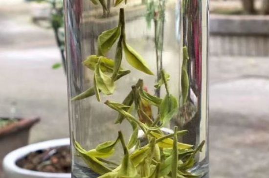 蒸汽煮茶器適合什么茶，蒸汽煮茶器適合用綠茶嗎？