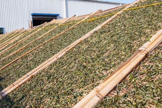 武夷巖茶的初制、精制加工工藝詳細(xì)講解