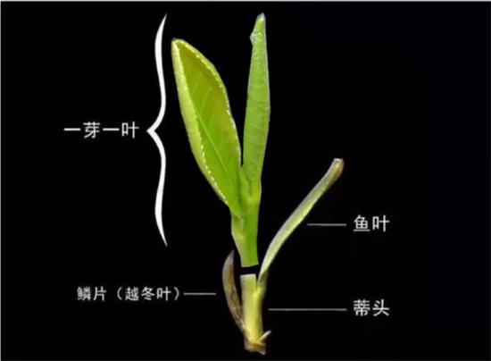 摘茶葉最快的方法，采摘茶葉怎么才能快？