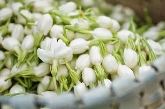 十大排毒養(yǎng)顏花茶，喝什么花茶排毒養(yǎng)顏