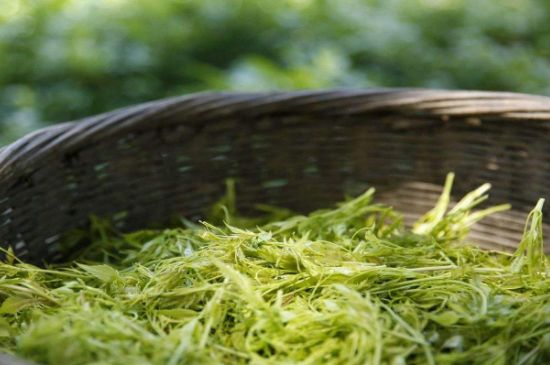 茅巖莓茶加工工藝，莓茶的工藝制作過程