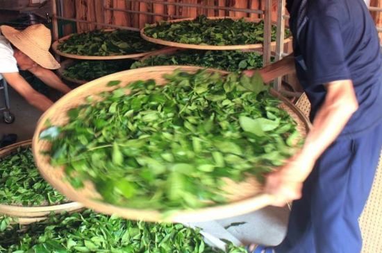 武夷巖茶的初制、精制加工工藝詳細(xì)講解
