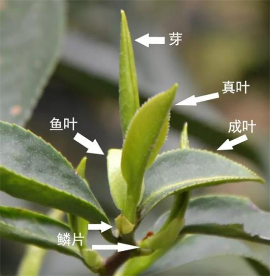 摘茶葉最快的方法，采摘茶葉怎么才能快？
