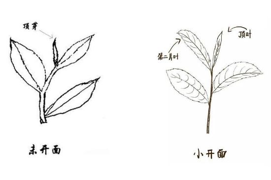 武夷巖茶的初制、精制加工工藝詳細(xì)講解