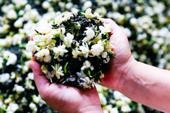 茉莉花和什么在一起喝好，茉莉花喝什么茶搭配？