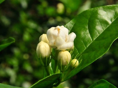 好茉莉茶多少錢一斤，茉莉花茶價(jià)格