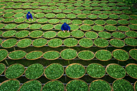 綠茶加工工藝流程圖，綠茶的加工制作包含哪幾個(gè)步驟？