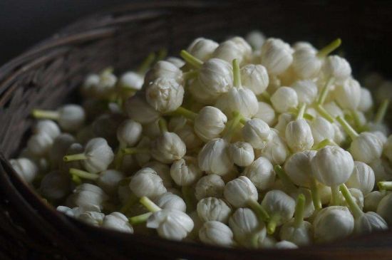 茉莉花茶與什么相克，茉莉花搭配禁忌