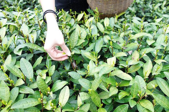 采茶的方法與步驟，如何正確采摘茶葉？