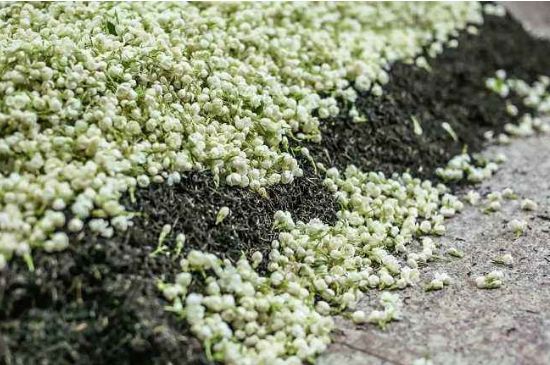 茉莉茶葉的功效與禁忌，什么人不適合喝茉莉花茶？