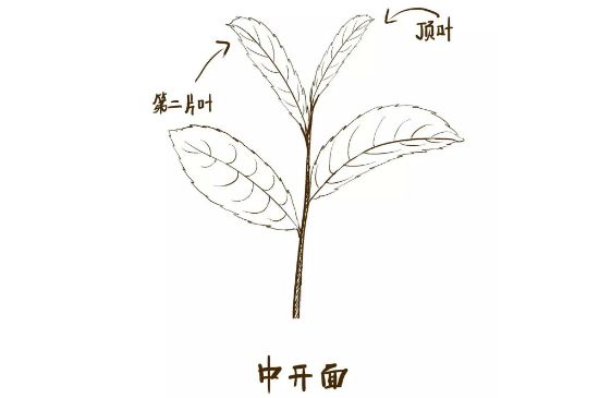武夷巖茶的初制、精制加工工藝詳細(xì)講解