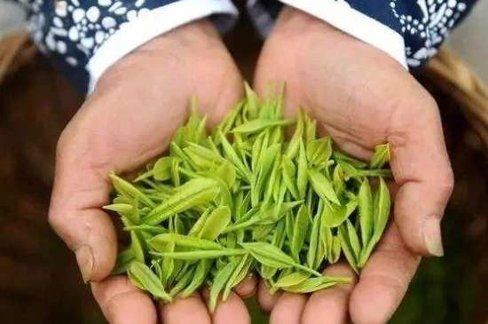 摘茶葉最快的方法，采摘茶葉怎么才能快？