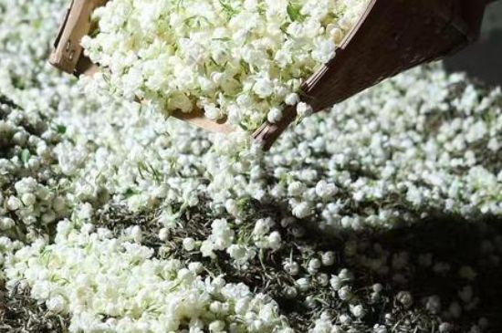 茉莉茶葉的功效與禁忌，什么人不適合喝茉莉花茶？
