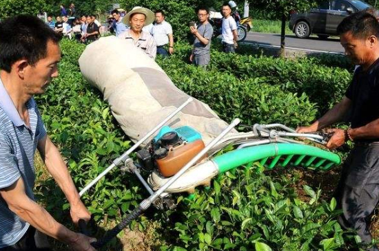 采茶的方法與步驟，如何正確采摘茶葉？