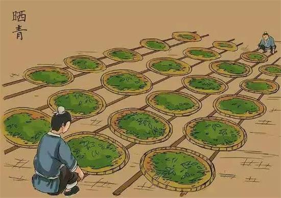 制茶八步驟，制茶工藝流程圖