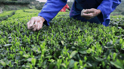 摘茶葉最快的方法，采摘茶葉怎么才能快？