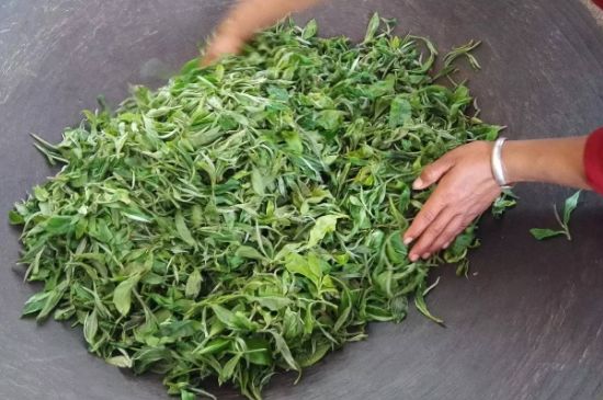龍井茶炒茶葉怎么炒出好茶色，茶葉怎樣做出來最綠？