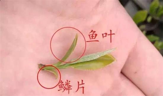 摘茶葉最快的方法，采摘茶葉怎么才能快？