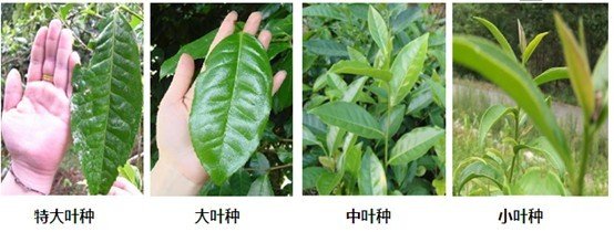 摘茶葉最快的方法，采摘茶葉怎么才能快？