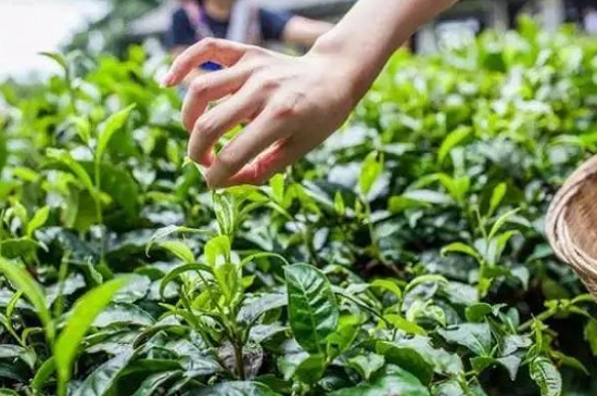 綠茶加工工藝流程圖，綠茶的加工制作包含哪幾個(gè)步驟？