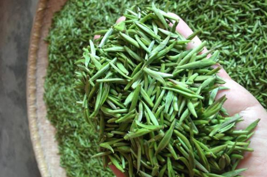 采茶的方法與步驟，如何正確采摘茶葉？