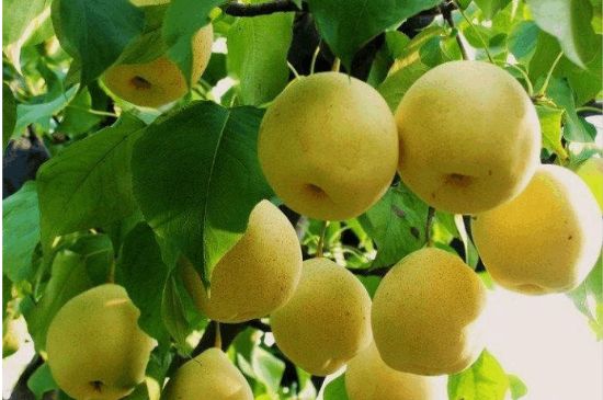 一把真正的本山綠泥壺最低多少錢，什么價(jià)格能買到本山綠泥紫砂壺？