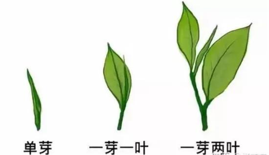 摘茶葉最快的方法，采摘茶葉怎么才能快？