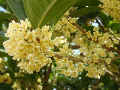 桂花泡茶禁忌，桂花泡水喝的9大禁忌